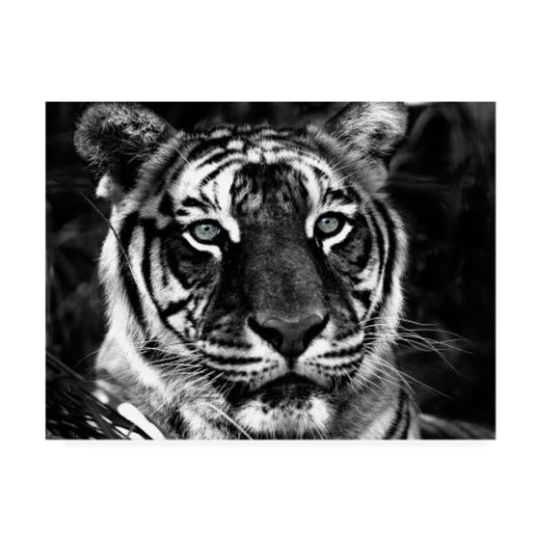 Dana Brett Munich 'The Observer Black & White' Canvas Art, 14x19, Trademark Fine Art, Mfr#: ALI46450-C1419GG